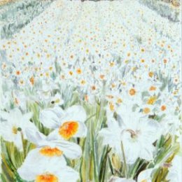 "High Life Daffodils", St Marys, Isles of Scilly