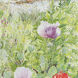 Greetings Card "Porthloo Poppies" "Porthloo Poppies" St Marys, Isles of Scilly