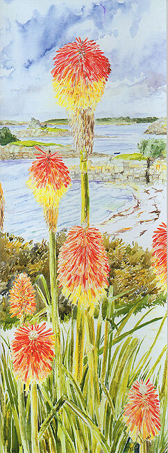 Red Hot Pokers, Thomas Porth, St Marys, Isles of Scilly