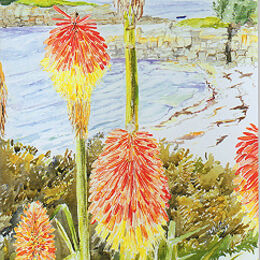 Greetings Card "Red Hot Pokers Thomas Porth" Red Hot Pokers, Thomas Porth, St Marys, Isles of Scilly