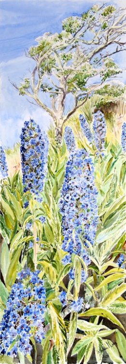 "May Echiums", St Marys, Isles of Scilly