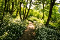 Bruton - Spring and Summer