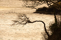 Bended trees, Dartmouth, Devon