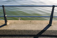 Swan at Mudeford, Dorset