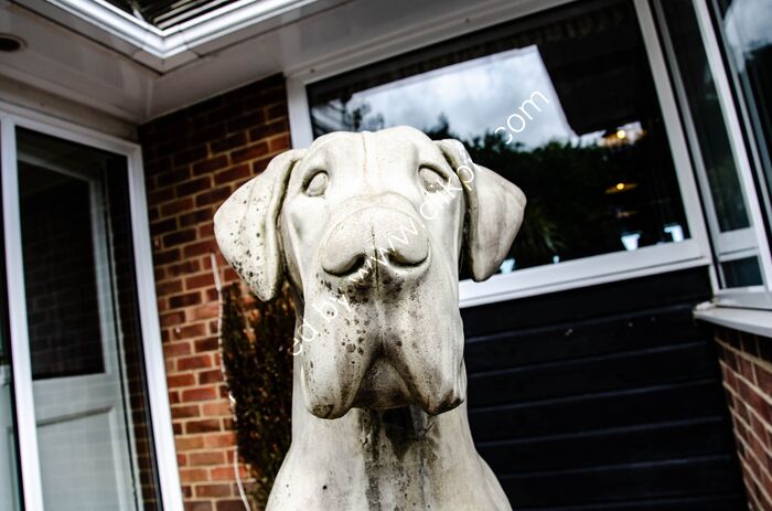 Dog, Devon