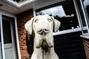 Dog, Devon
