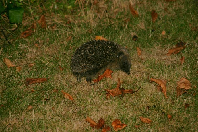 Hedgehog in garden