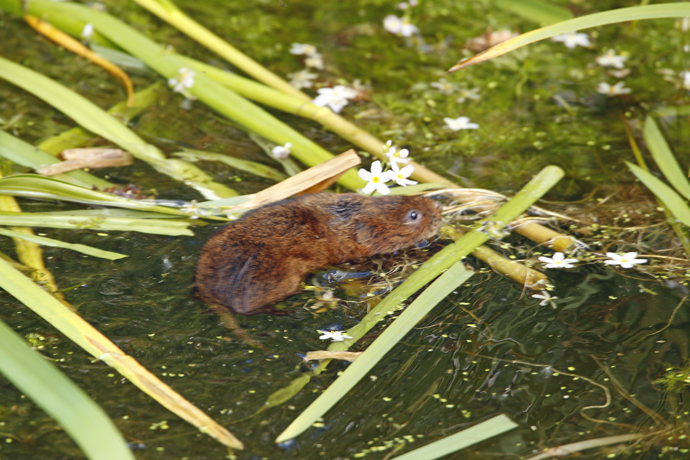 Water-vole