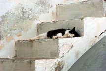 A Cat in Naxos