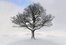 Winter Tree