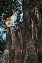 A cat on an Olive Tree
