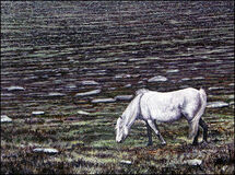 Dartmoor Pony