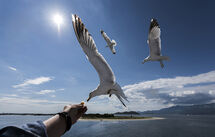 Feeding the Seagulls (b)