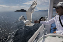 Feeding the Seagulls (a)