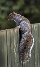 Grey Squirrel