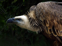 Griffon Vulture