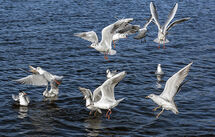 Gulls at Dovestone Reservoir