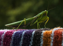Praying Mantis