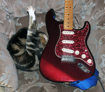 Strat Cat