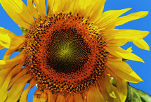 Sunflower, (Helianthus)