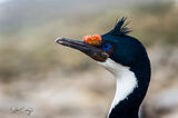 Portrait of an Antarctic shag