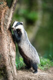 Badger on hind legs