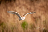 Barn Owl Hunting