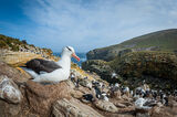 Black browed albatross on nest
