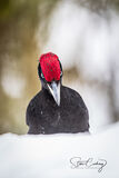 Black woodpecker in snow