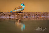 Blue waxbill