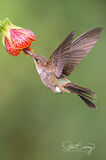 Bronzy Inca hummingbird