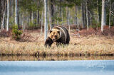 Brown bear approaching water