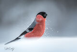 A male Bullfinch in the snow