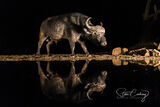 Cape buffalo reflection at night