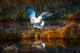 Caspian Gulls mating