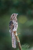 Common Potoo