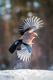 European Jay in flight in the snow