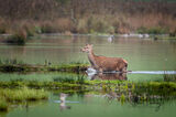 Female red deer in water
