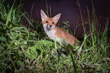 A fox cub during the night