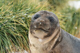 A fur seal in snowy conditions