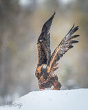 Golden Eagle in the snow