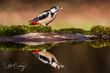 Great Spotted Woodpecker reflection