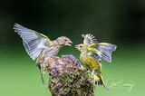 Two greenfinches displaying aggressive behaviour
