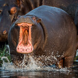 Hippopotamus yawning