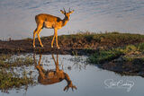 Impala reflection