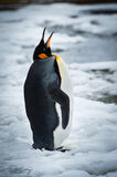 A king penguin calling in Right Whale Bay, South Georgia