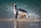 King Penguin surfing