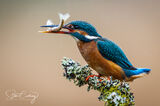 Kingfisher with minnow