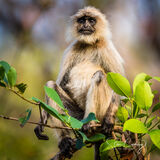 Langur Monkey