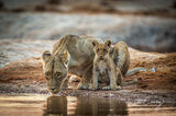 Lioness and cub at water hole